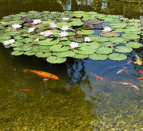 Water Pond