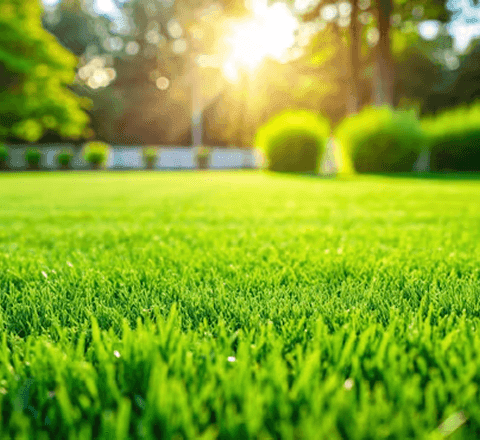 Green Lawn